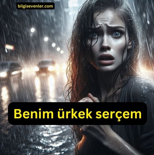 Benim ürkek serçem