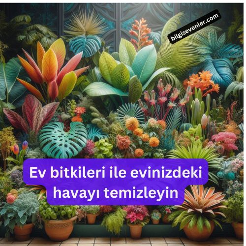 Ev bitkileri ile evinizdeki havayı temizleyin